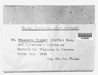 Stamnaria persoonii image